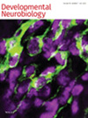 Developmental Neurobiology雜志封面